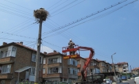 Сътрудници на EVN Бълагария спасиха паднал от гнездото млад щъркел в Царево